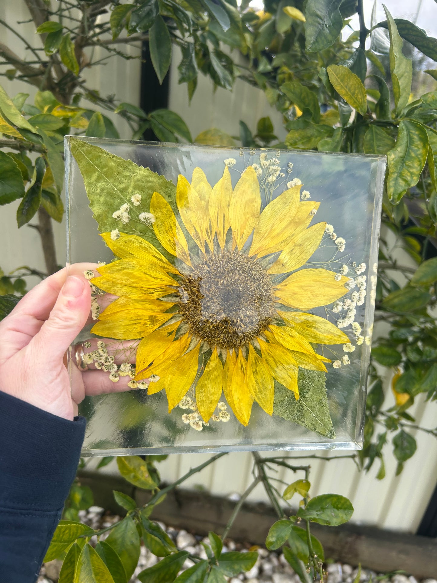 Sunflower preserve