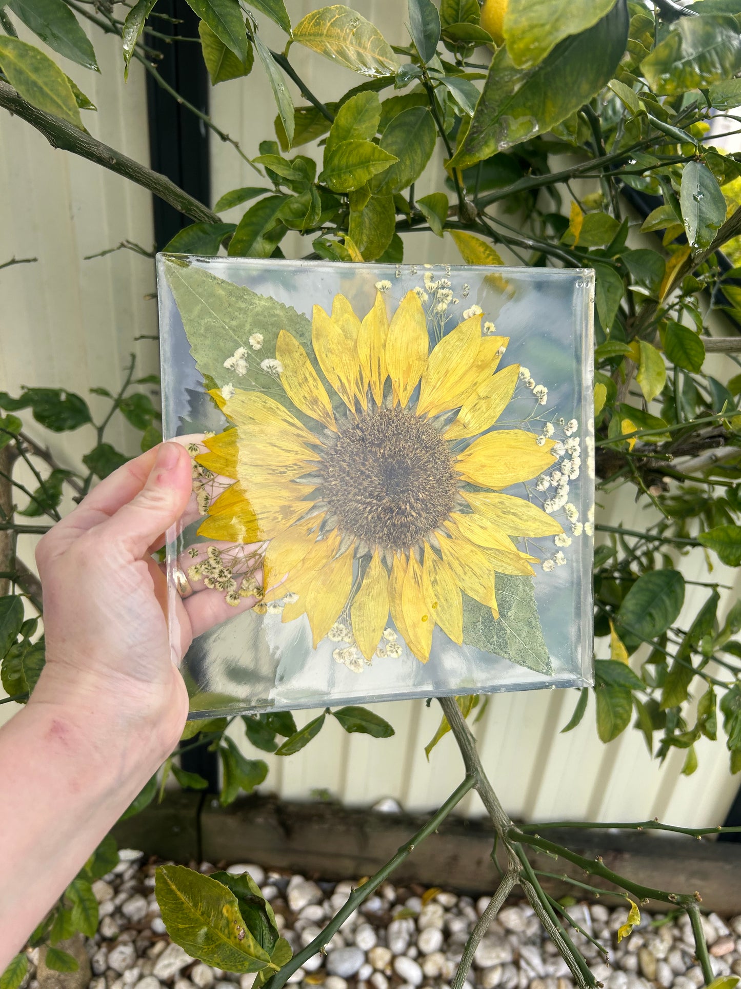 Sunflower preserve