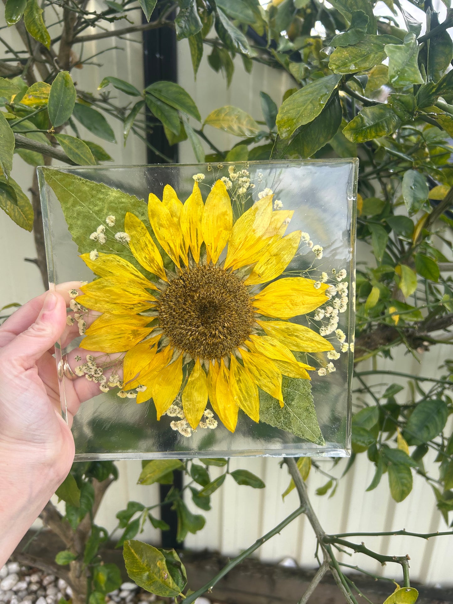 Sunflower preserve