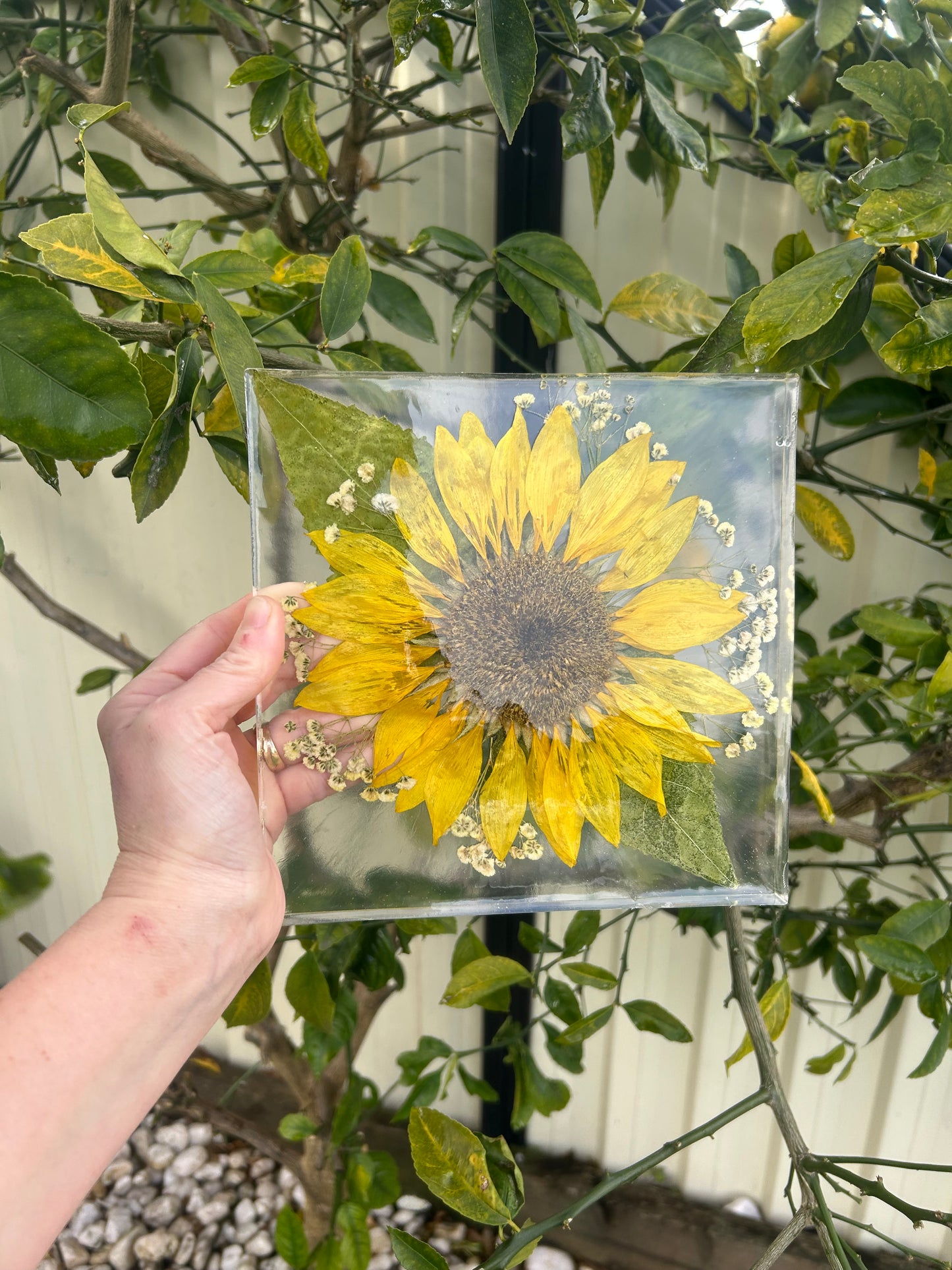 Sunflower preserve