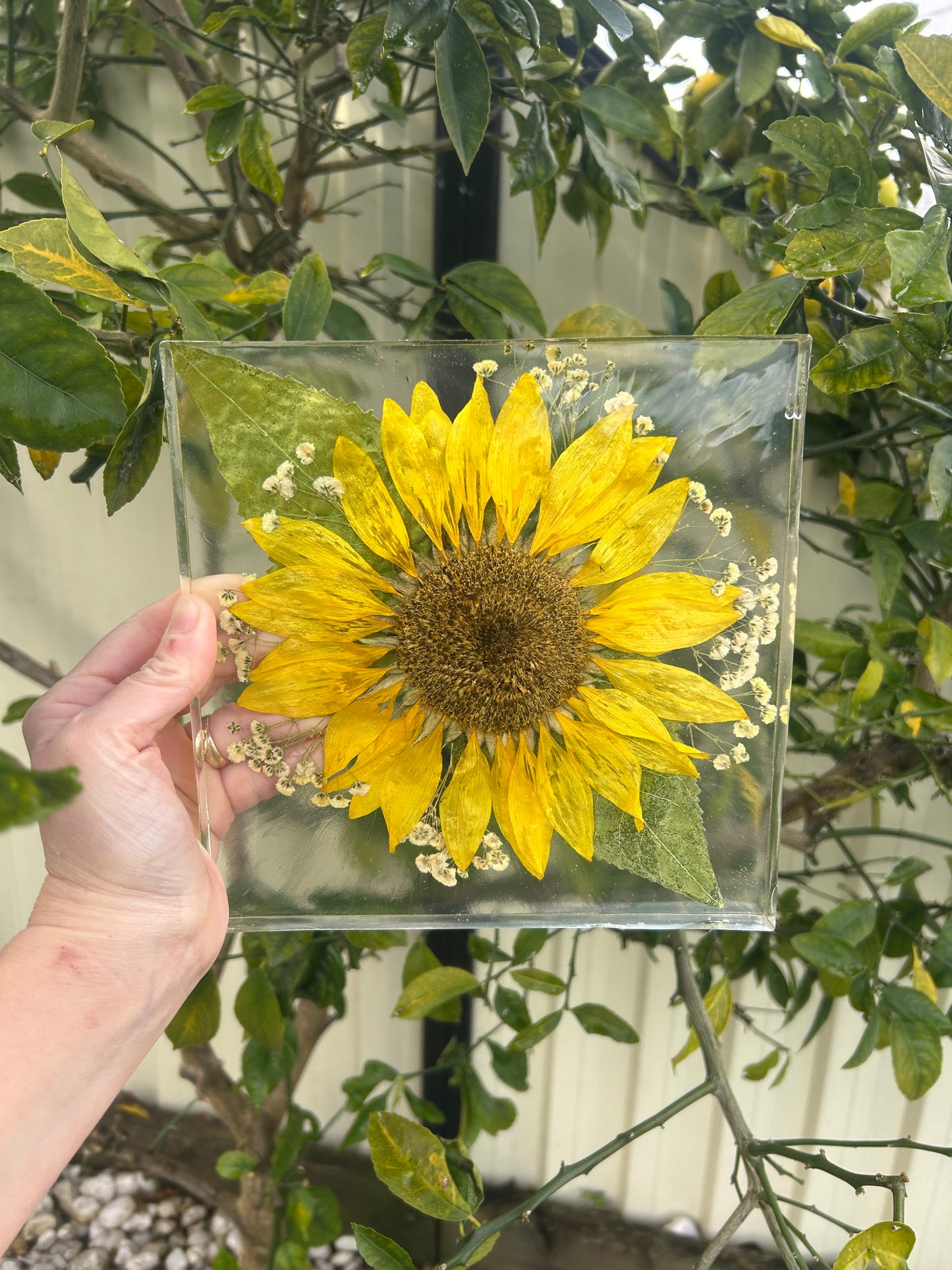 Sunflower preserve